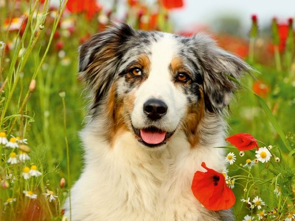Produktbild: CALVENDO Puzzle Australian Shepherd | 1000 Teile Lege-Gr&ouml;&szlig;e 64x48cm Foto-Puzzle f&uuml;r gl&uuml;ckliche Stunden