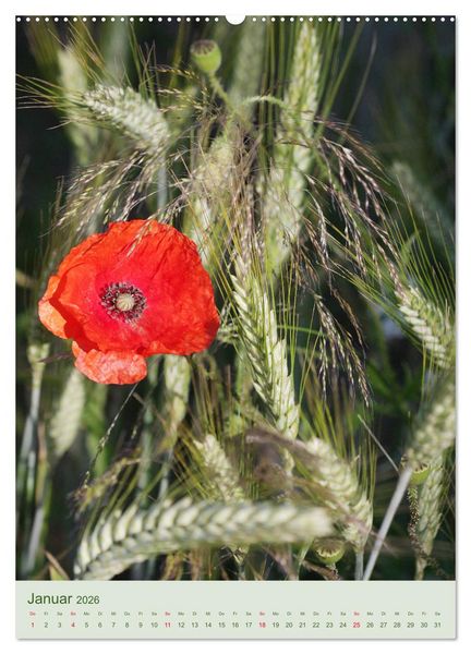 Produktbild: Mohn im Feld (hochwertiger Premium Wandkalender 2026 DIN A2 hoch), Kunstdruck in Hochglanz