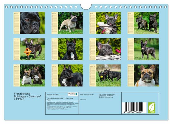 Produktbild: Franz&ouml;sische Bulldogge - Clown auf 4 Pfoten (Wandkalender 2026 DIN A4 quer), CALVENDO Monatskalender