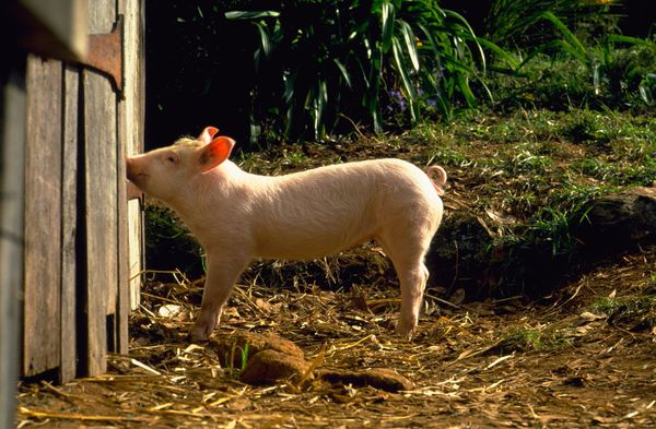 Produktbild: Ein Schweinchen namens Babe