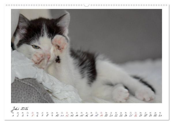 Produktbild: Die Launen der Katzen 2026 (hochwertiger Premium Wandkalender 2026 DIN A2 quer), Kunstdruck in Hochglanz