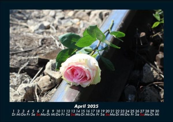 Produktbild: Rosentraum 2025 Fotokalender DIN A5