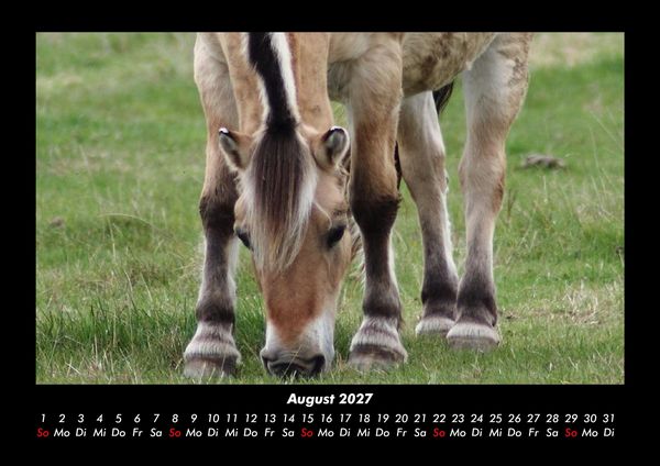 Produktbild: Pferde Kalender 2027 Fotokalender DIN A3