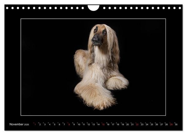 Produktbild: Windhunde - Schnelle Sch&ouml;nheiten (Wandkalender 2026 DIN A4 quer), CALVENDO Monatskalender