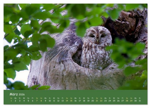 Produktbild: geliebte Waldgeister (Tischkalender 2026 DIN A5 quer), CALVENDO Monatskalender