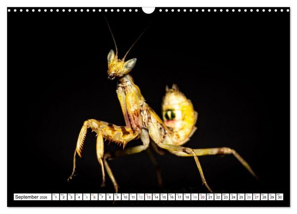 Produktbild: Queens of the Insect World (Wall Calendar 2026 DIN A3 landscape), CALVENDO 12 Month Wall Calendar