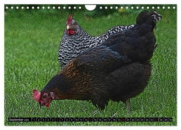 Produktbild: Die H&uuml;hner sind los! (Wandkalender 2026 DIN A4 quer), CALVENDO Monatskalender