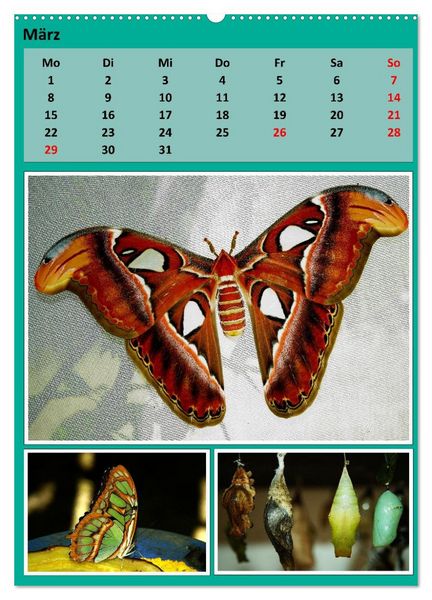 Produktbild: Karibik - Eindr&uuml;cke einer Kreuzfahrt (Wandkalender 2027 DIN A2 hoch), CALVENDO Monatskalender