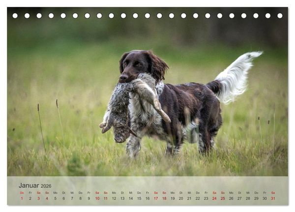 Produktbild: Treue Jagdgef&auml;hrten Der kleine M&uuml;nsterl&auml;nder (Tischkalender 2026 DIN A5 quer), CALVENDO Monatskalender