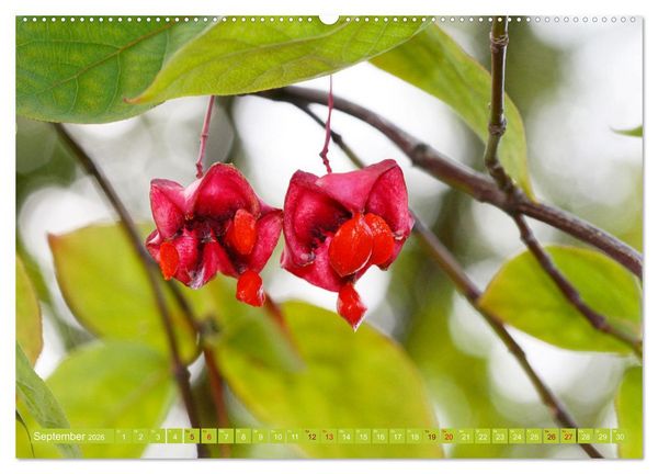 Produktbild: Natur, die bezaubert (Wandkalender 2026 DIN A2 quer), CALVENDO Monatskalender
