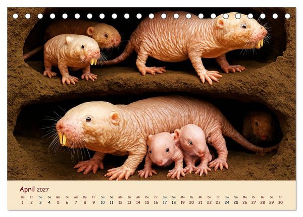 Produktbild: Im Reich der Tunnelbauer - Maulw&uuml;rfe und Nacktmulle, Leben im Verborgenen (Tischkalender 2027 DIN A5 quer), CALVENDO Monatskalender