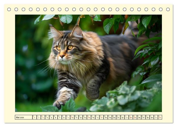 Produktbild: Main-Coon-Katzen. Die imposanten Waldkatzen im Garten (Tischkalender 2026 DIN A5 quer), CALVENDO Monatskalender
