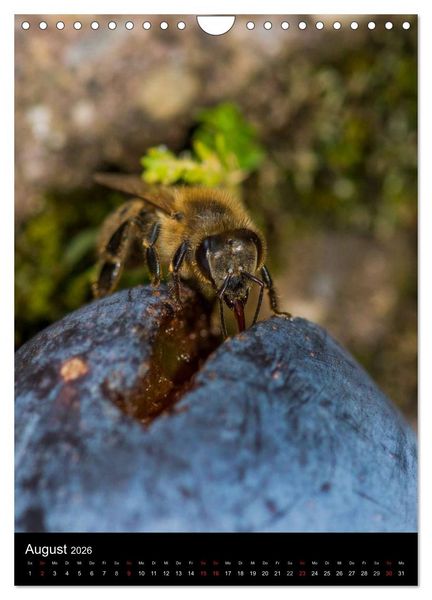 Produktbild: Bienen (Wandkalender 2026 DIN A4 hoch), CALVENDO Monatskalender