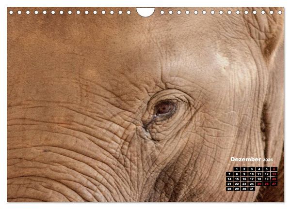 Produktbild: Bedrohte Riesen - Elefanten in Sri Lanka (Wandkalender 2026 DIN A4 quer), CALVENDO Monatskalender