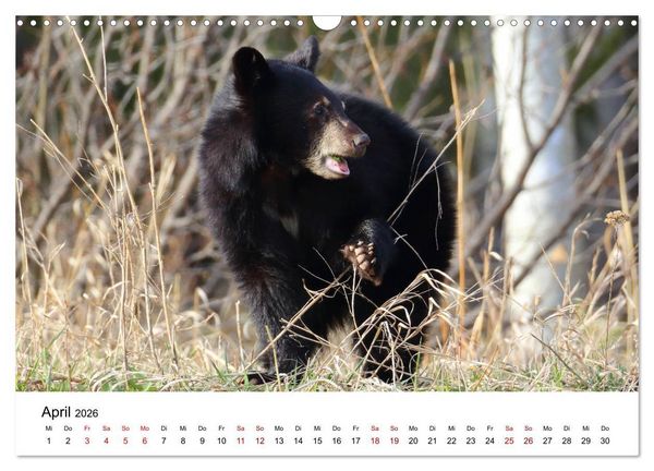 Produktbild: Alaska und West-Kanada (Wandkalender 2026 DIN A3 quer), CALVENDO Monatskalender