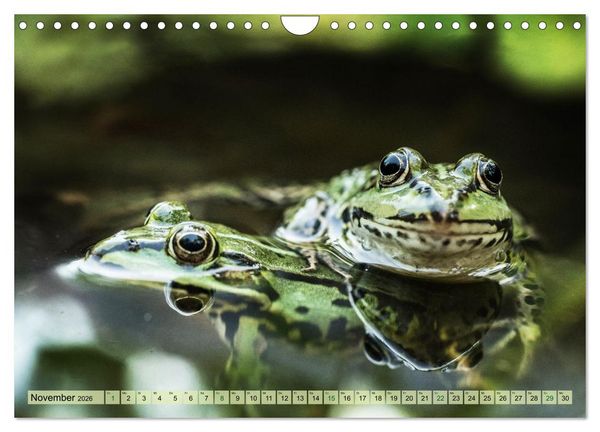 Produktbild: Fr&ouml;hliche Fr&ouml;sche (Wandkalender 2026 DIN A4 quer), CALVENDO Monatskalender