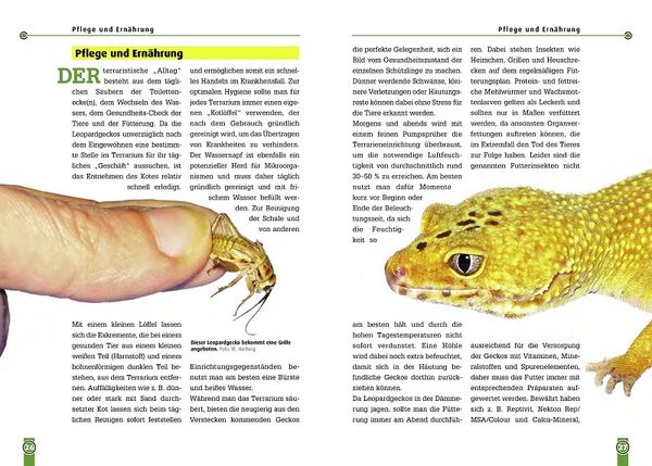 Produktbild: Der Leopardgecko
