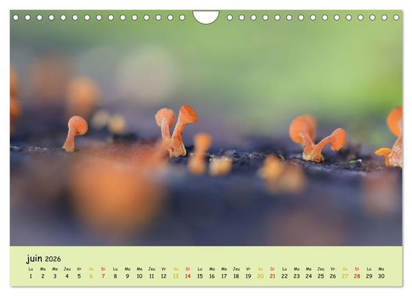 Produktbild: Champignons tout en couleurs (Calendrier mural 2026 DIN A4 vertical), CALVENDO calendrier mensuel