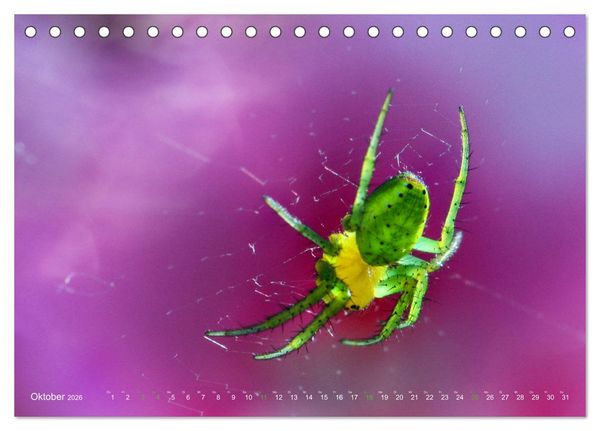 Produktbild: ui - Spinne. Kleine Spinnen - gro&szlig; im Bild (Tischkalender 2026 DIN A5 quer), CALVENDO Monatskalender