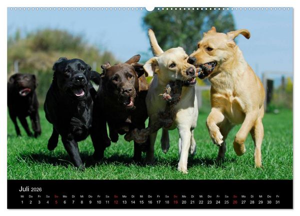 Produktbild: Labrador Retriever 2026 (Wandkalender 2026 DIN A2 quer), CALVENDO Monatskalender
