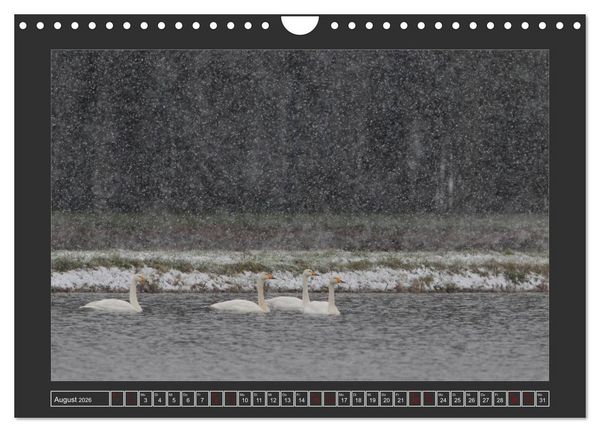 Produktbild: Winterzauber - Tiere in Eis und Schnee (Wandkalender 2026 DIN A4 quer), CALVENDO Monatskalender