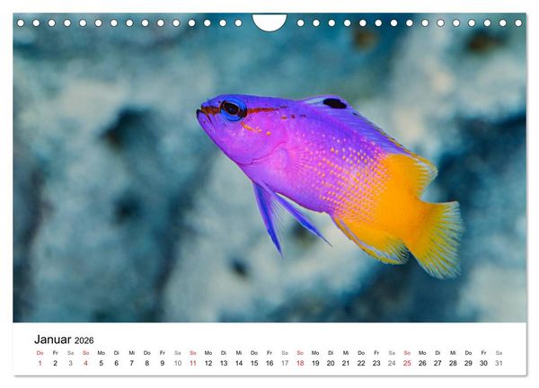Produktbild: Fischzauber - Wundervolle Aquarienfische (Wandkalender 2026 DIN A4 quer), CALVENDO Monatskalender