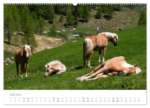 Produktbild: Tiere in Freiheit - Nutztiere auf der Alm (Wandkalender 2026 DIN A2 quer), CALVENDO Monatskalender