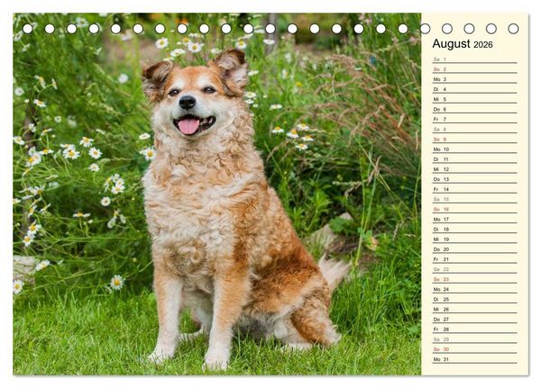 Produktbild: Altdeutsche H&uuml;tehunde - Fast vergessen (Tischkalender 2026 DIN A5 quer), CALVENDO Monatskalender