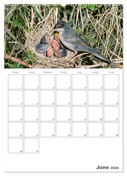 Produktbild: At the dawn of life the secret life of passerines (High Quality Premium Wall Calendar 2026 DIN A2 portrait),CALVENDO 12 Month Wall Calendar