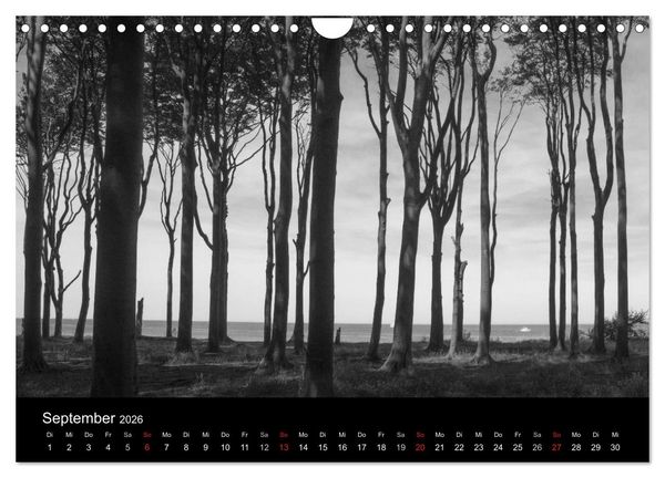Produktbild: B&auml;ume trees 2026 (Wandkalender 2026 DIN A4 quer), CALVENDO Monatskalender