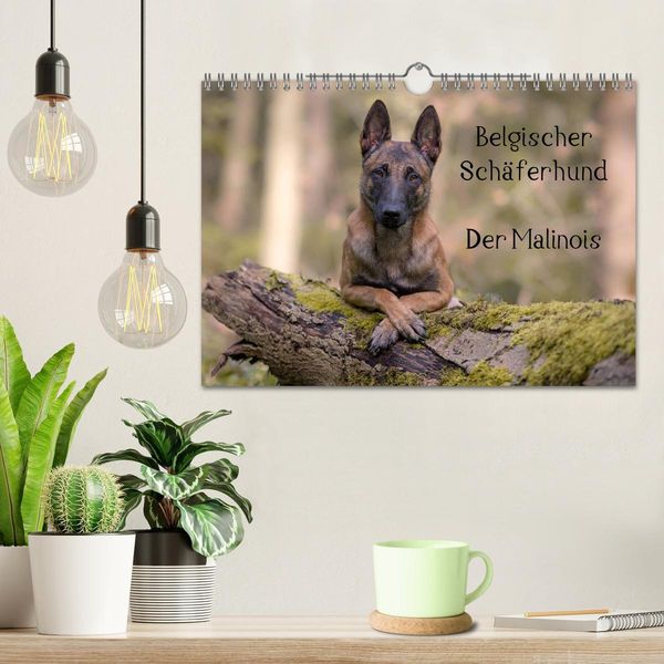 Produktbild: Belgischer Sch&auml;ferhund - Der Malinois (Wandkalender 2026 DIN A4 quer), CALVENDO Monatskalender