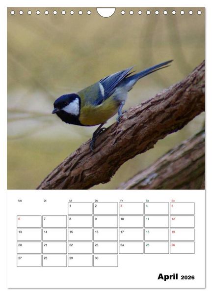 Produktbild: Heimische Singv&ouml;gel (Wandkalender 2026 DIN A4 hoch), CALVENDO Monatskalender