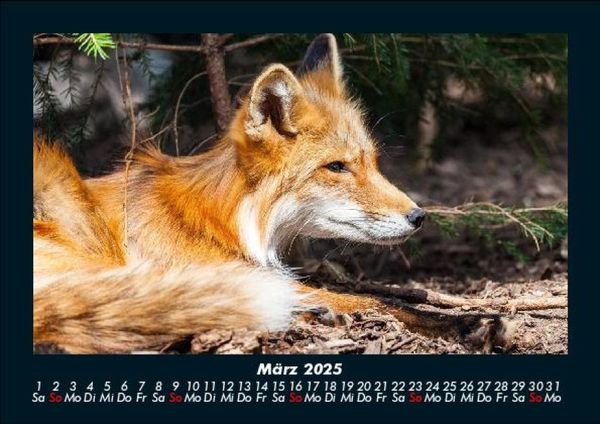 Produktbild: Welt der Tiere 2025 Fotokalender DIN A5