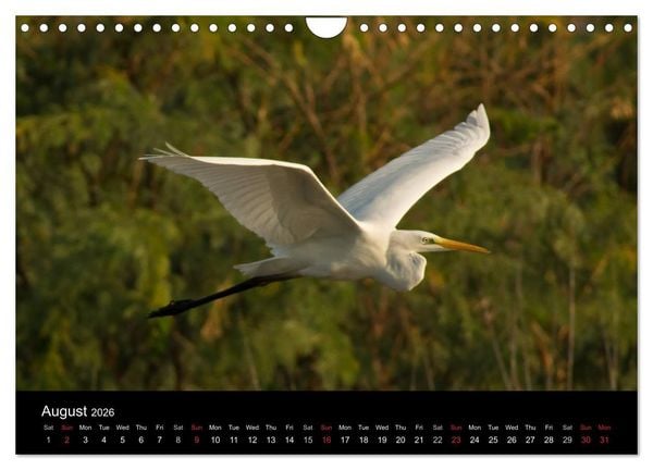 Produktbild: World of Heron (Wall Calendar 2026 DIN A4 landscape), CALVENDO 12 Month Wall Calendar