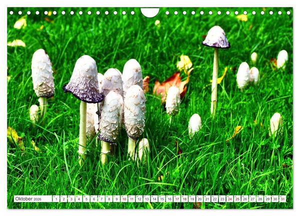 Produktbild: Gr&uuml;nes Paradies - Schlosspark Paffendorf (Wandkalender 2026 DIN A4 quer), CALVENDO Monatskalender
