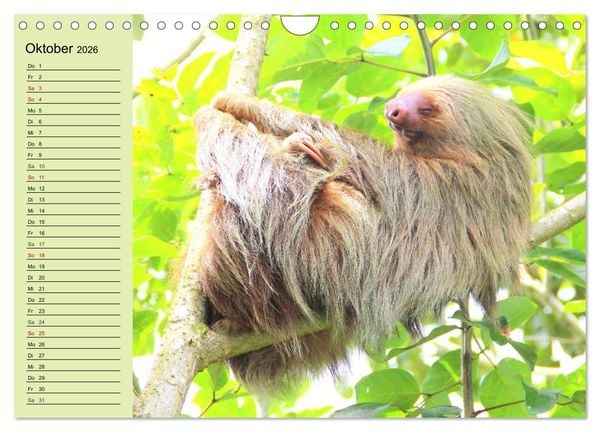 Produktbild: Der Faultier-Planer f&uuml;r mehr Ruhe und Gem&uuml;tlichkeit! (Wandkalender 2026 DIN A4 quer), CALVENDO Monatskalender
