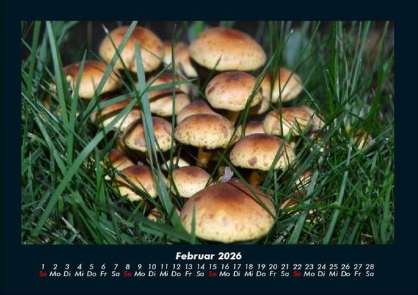 Produktbild: Pilzkalender 2026 Fotokalender DIN A4