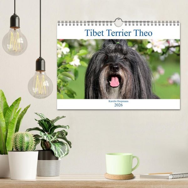 Produktbild: Tibet Terrier Theo (Wandkalender 2026 DIN A4 quer), CALVENDO Monatskalender