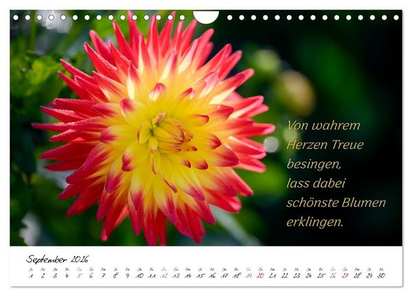 Produktbild: Dahlien Poesie (Wandkalender 2026 DIN A4 quer), CALVENDO Monatskalender