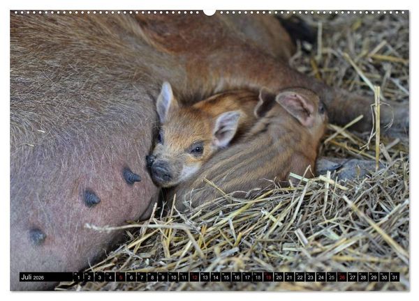Produktbild: Der Schweinekalender (hochwertiger Premium Wandkalender 2026 DIN A2 quer), Kunstdruck in Hochglanz
