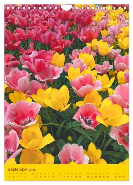 Produktbild: Tulpen. Bunter Fr&uuml;hling (Wandkalender 2026 DIN A4 hoch), CALVENDO Monatskalender