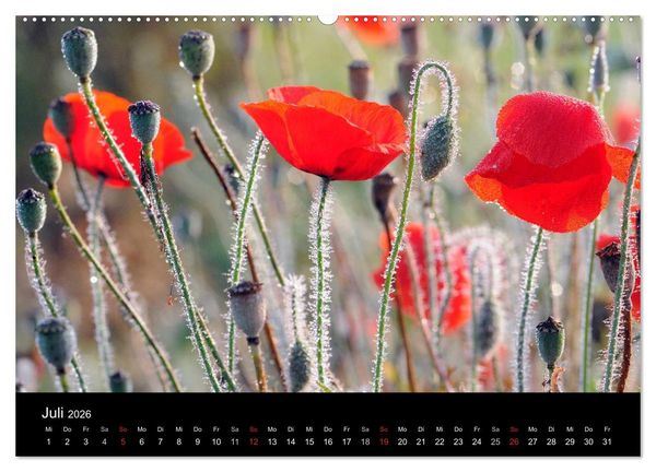 Produktbild: Jahreszeiten / 2026 (Wandkalender 2026 DIN A2 quer), CALVENDO Monatskalender