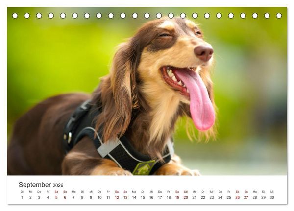 Produktbild: Dackelblicke - Lassen Herzen erw&auml;rmen. (Tischkalender 2026 DIN A5 quer), CALVENDO Monatskalender