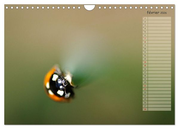 Produktbild: Coccinelles rouges &agrave; points noirs (Calendrier mural 2026 DIN A4 vertical), CALVENDO calendrier mensuel