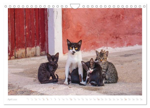 Produktbild: Cats of the Greek Islands (Wall Calendar 2026 DIN A4 landscape), CALVENDO 12 Month Wall Calendar
