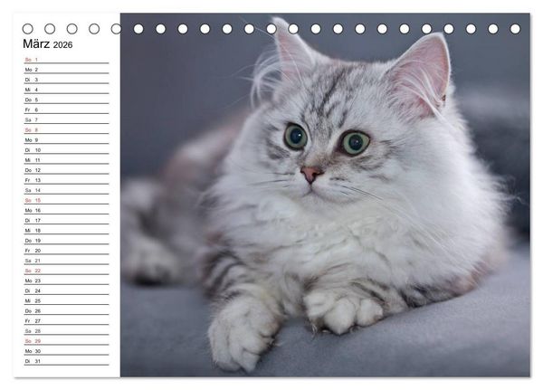 Produktbild: Bezaubernde Rassekatzen (Tischkalender 2026 DIN A5 quer), CALVENDO Monatskalender