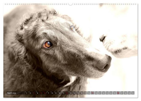 Produktbild: Windhunde eye-catcher (Wandkalender 2026 DIN A2 quer), CALVENDO Monatskalender