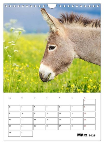 Produktbild: S&uuml;&szlig;e Esel. Langohren zum Verlieben (Wandkalender 2026 DIN A4 hoch), CALVENDO Monatskalender