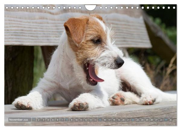 Produktbild: Faszination Terrier (Wandkalender 2026 DIN A4 quer), CALVENDO Monatskalender