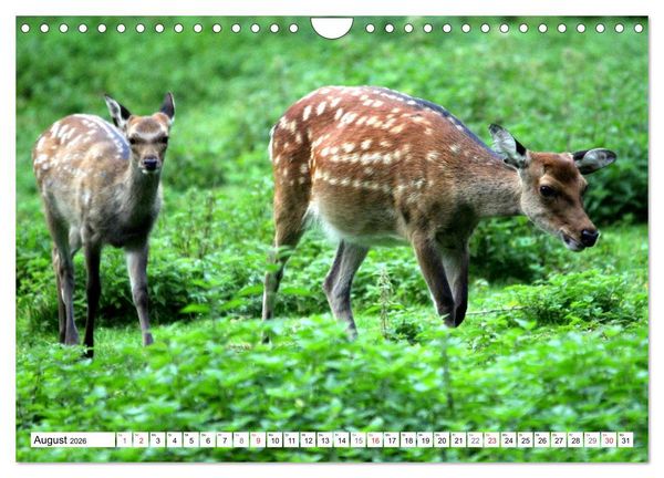 Produktbild: Der Damhirsch - Der Schaufeltr&auml;ger des Waldes (Wandkalender 2026 DIN A4 quer), CALVENDO Monatskalender